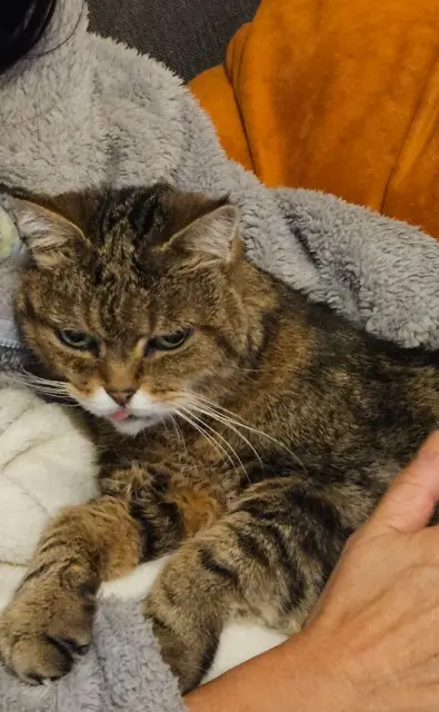 chatte lost   08600 Givet Crevette