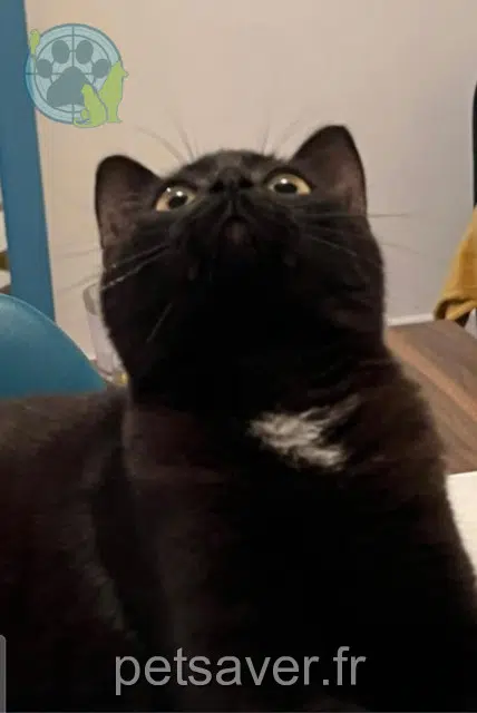 cat lost   08800 Monthermé Doudouce