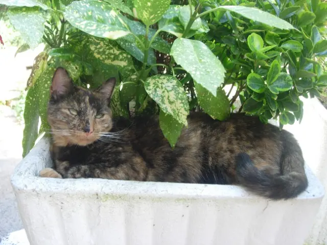 chatte lost   08430 Saint-Pierre-sur-Vence GAVROCHE