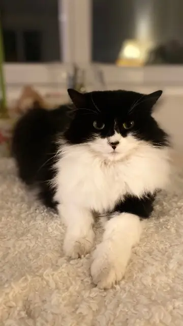 chatte lost   08400 Vouziers Louna