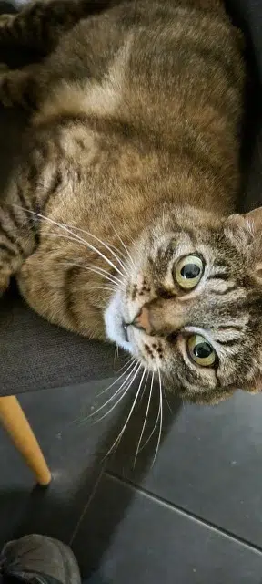 chatte lost   08000 Charleville-Mézières Meredith