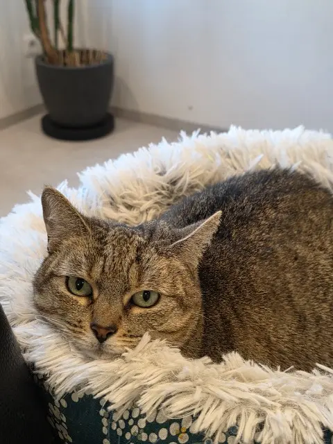 chatte lost   08150 Rimogne MINOUCHE