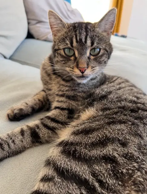 chatte lost   08150 Harcy Mya