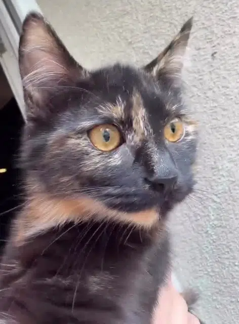 chatte lost   08000 Charleville-Mézières Nala