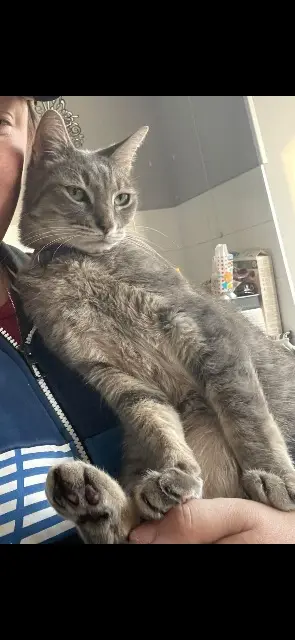 chatte lost   08000 Charleville-Mézières Rosette