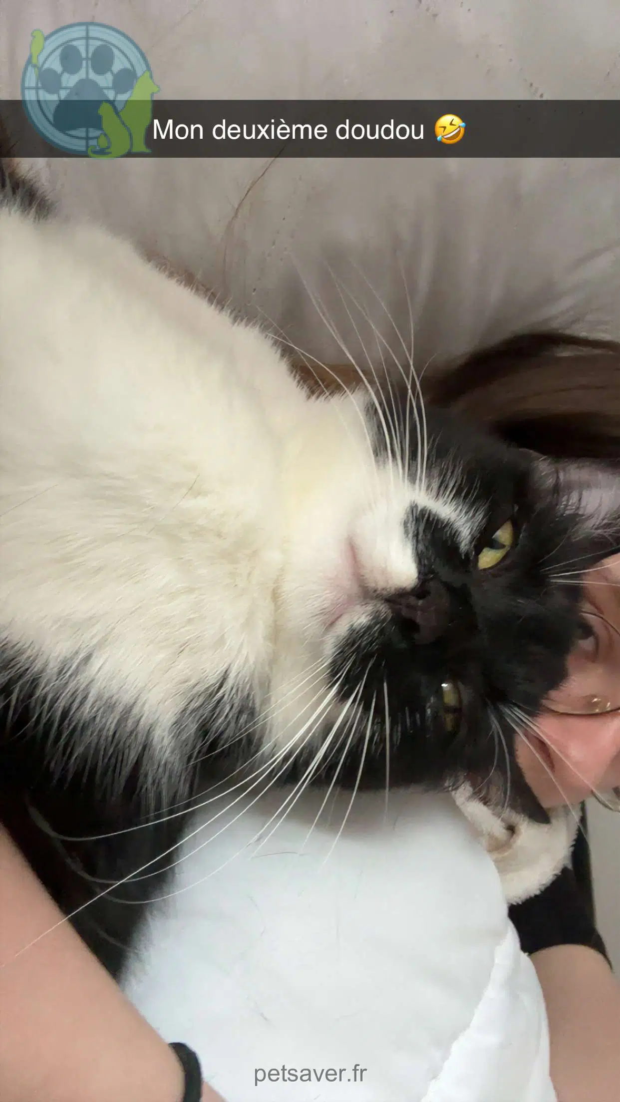 chatte lost   08800 Les Hautes-Rivières Rubis