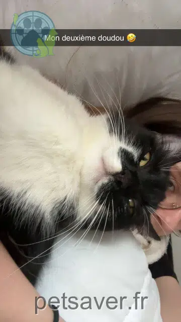 chatte lost   08800 Les Hautes-Rivières Rubis