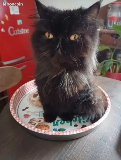 chatte lost   08200 Sedan Scarlet