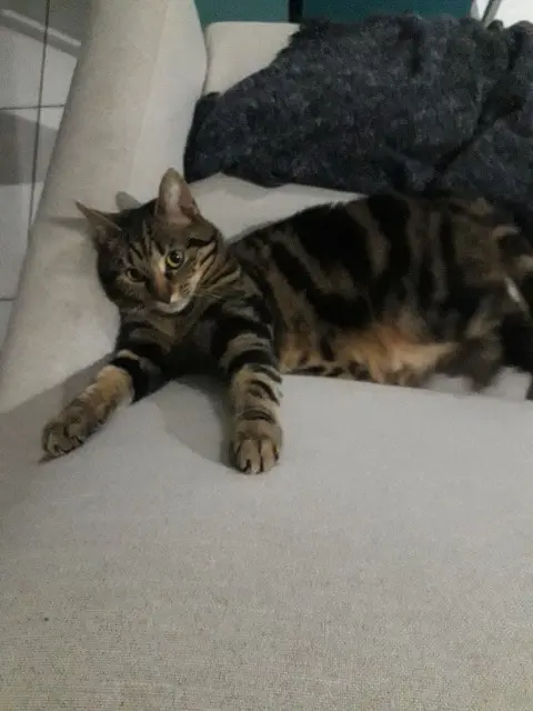 chatte lost   08000 Charleville-Mézières Tornade