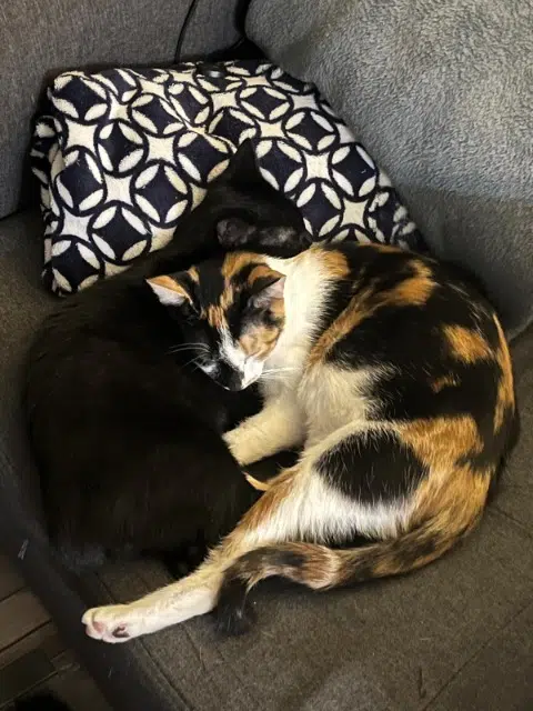 chatte lost   08190 Poilcourt-Sydney Zelda