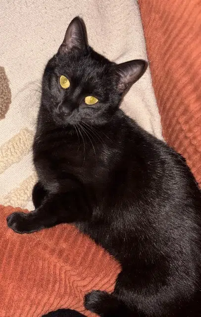 chatte lost   09120 Varilhes Alba