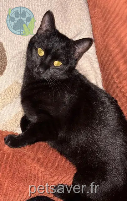 gata perdida 09120 Varilhes Alba gata lost 09120 Varilhes Alba