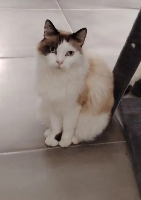 chatte lost   09600 Aigues-Vives Caline