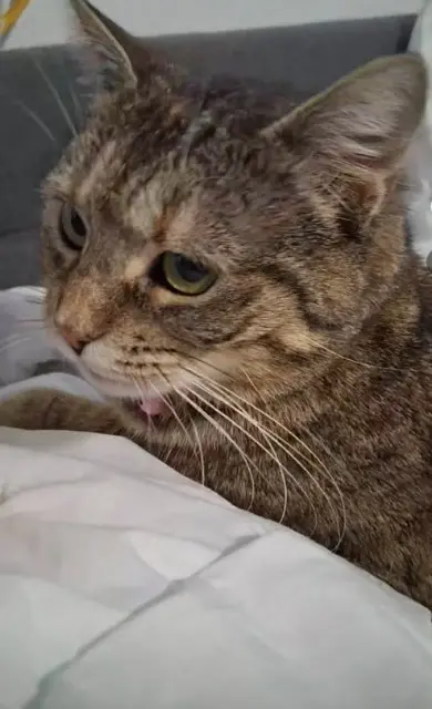 chatte lost   09350 Daumazan-sur-Arize Cookie