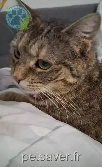 gatta persa 09350 Daumazan-sur-Arize Cookie gatta lost 09350 Daumazan-sur-Arize Cookie