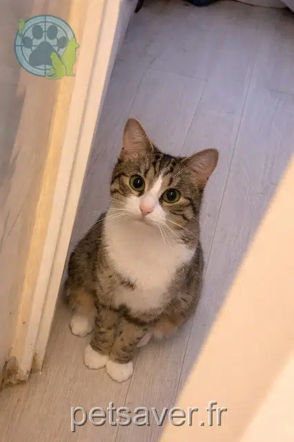 Katze lost   09700 Saverdun Foufoune