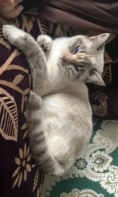 chatte lost   09100 Pamiers Fukun