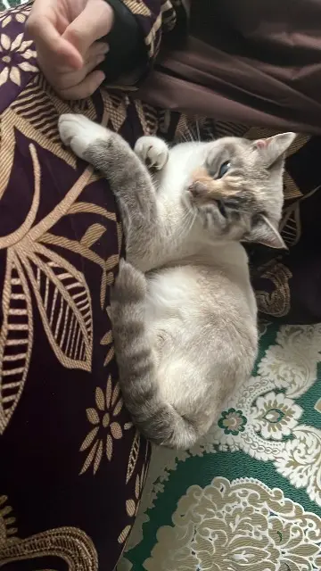 chatte lost   09100 Pamiers Funkun