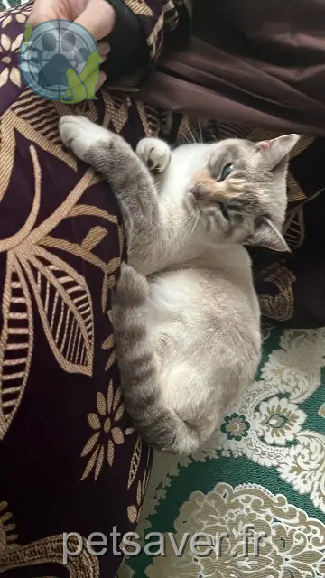 kat vermist 09100 Pamiers Funkun kat lost 09100 Pamiers Funkun
