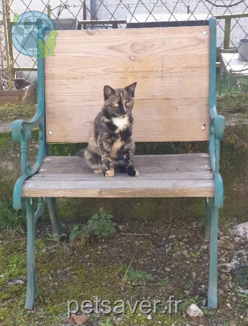 gata perdida 09200 Moulis Giroflée gata lost 09200 Moulis Giroflée