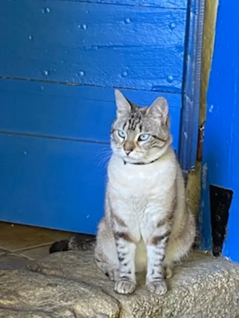 chatte lost   09000 Brassac Isia