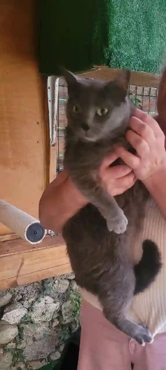 Chatte Perdue 09 Ariège Chatte Perdue 09 Ariège