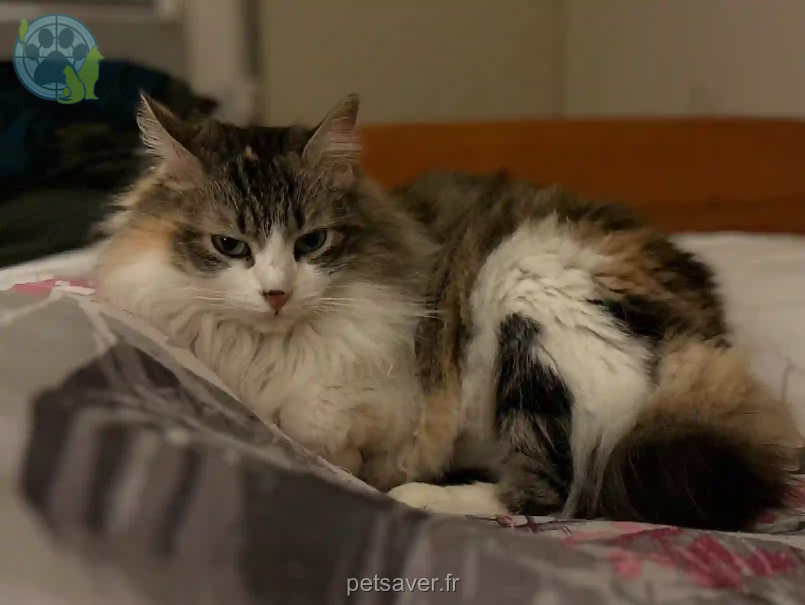 Chatte Perdue 09 Ariège - Lilou Chatte Perdue 09 Ariège - Lilou