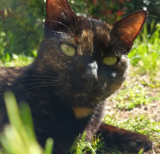 chatte lost   09240 Sentenac-de-Sérou Lulu