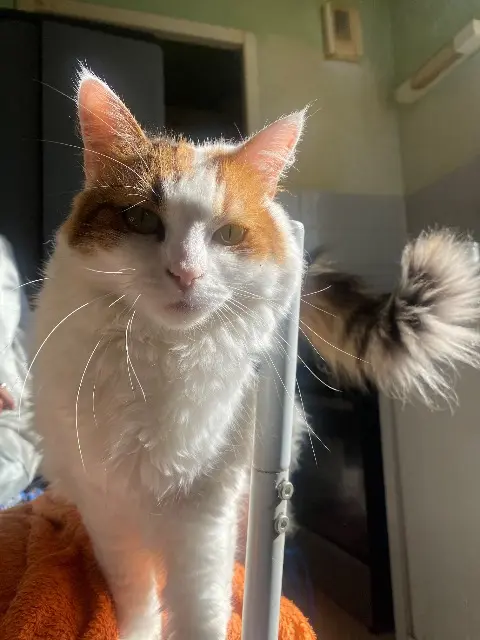 chatte lost   09100 Saint-Jean-du-Falga Mila