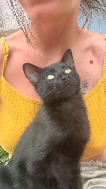 chatte lost   09250 Garanou Noahla