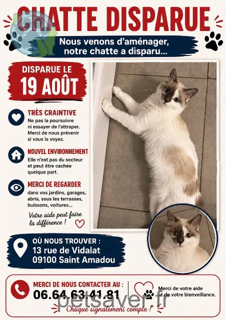 chatte lost 09100 Saint-Amadou Nonoy