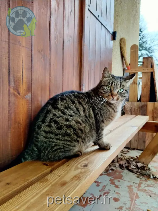 Chatte Perdue 09 Ariège Perles-et-Castelet - Sati Chatte Perdue 09 Ariège Perles-et-Castelet - Sati