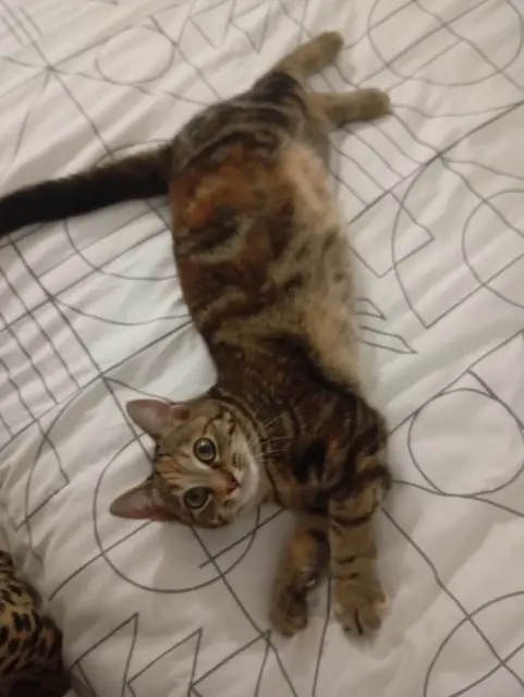 chatte lost   09100 Pamiers Raya
