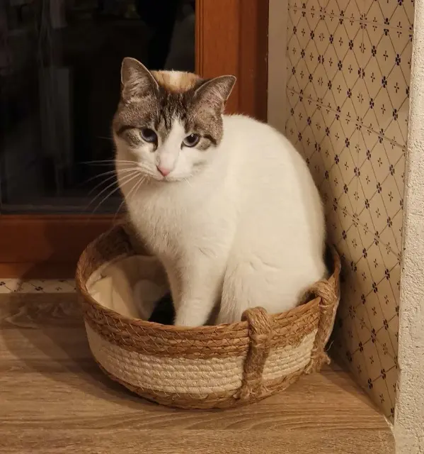 chatte lost   09120 Loubens Sury