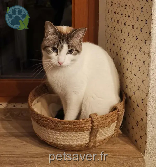 cat lost 09120 Loubens Sury cat lost 09120 Loubens Sury