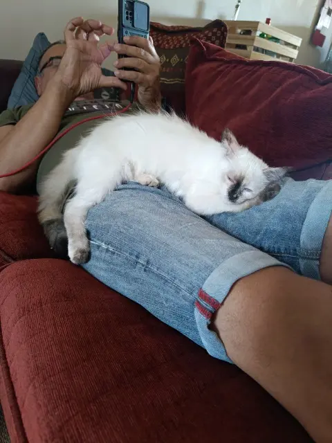 chatte lost   09350 Les Bordes-sur-Arize Théla