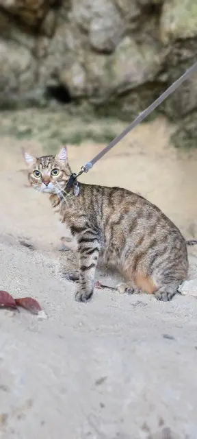 chatte lost   09100 La Tour-du-Crieu Vénus