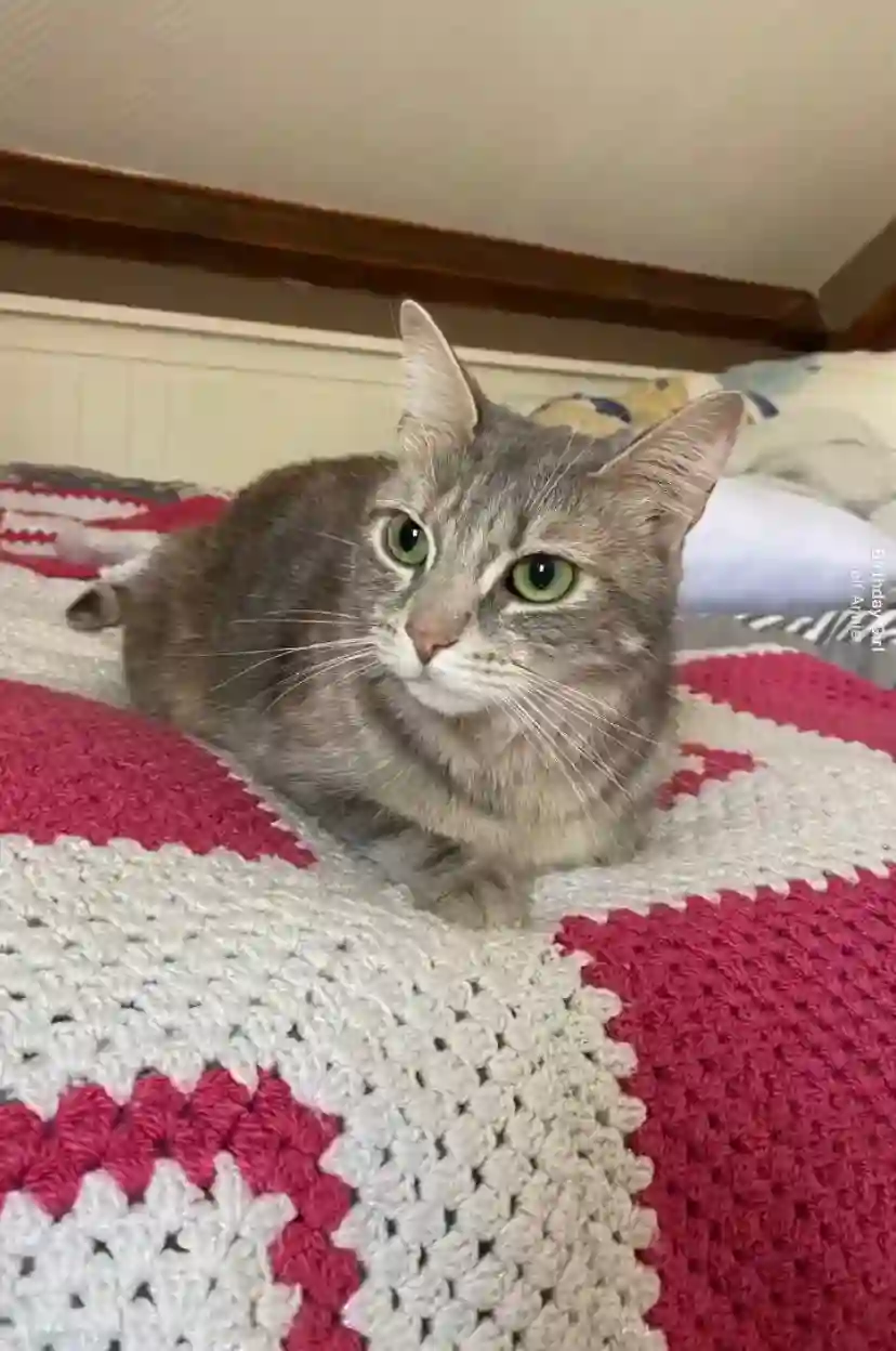 Chatte Perdue 10 Aube Chatte Perdue 10 Aube