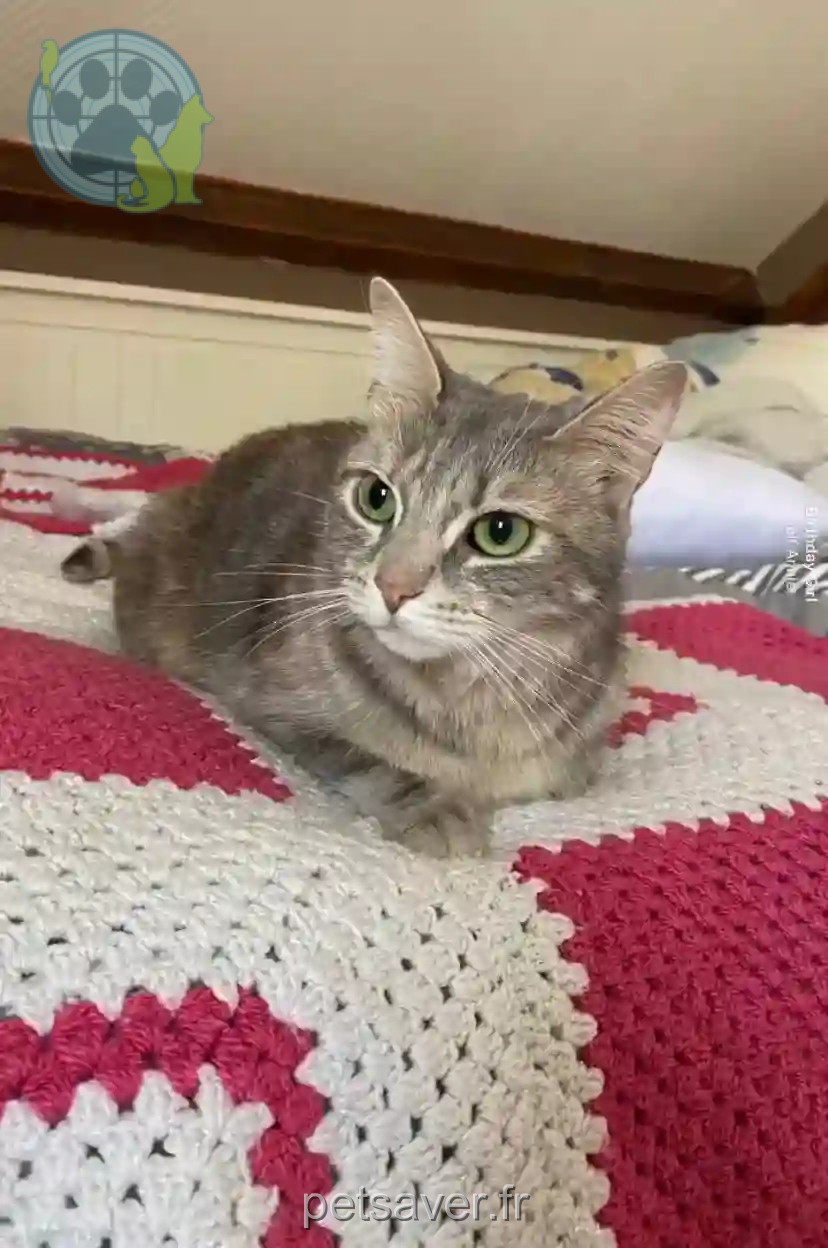 Chatte Perdue 10 Aube Chatte Perdue 10 Aube