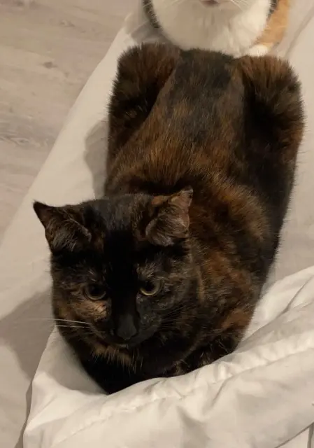 chatte lost   10300 Sainte-Savine Aki