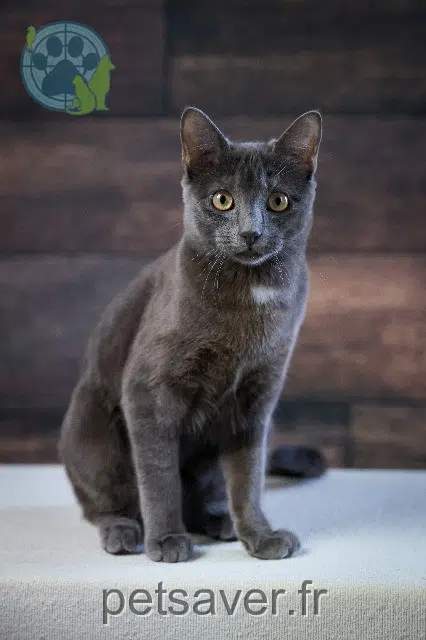 chatte lost 10120 Saint-Pouange Alpine