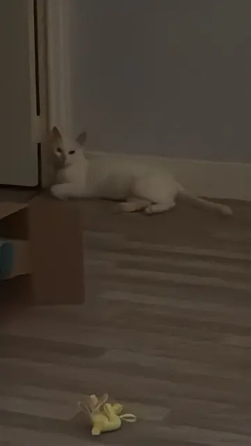 chatte lost   10270 Bouranton Anastasia