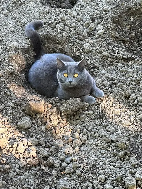 chatte lost   10450 Bréviandes Aria