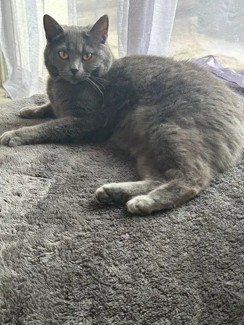 chatte lost   10450 Bréviandes ARIA