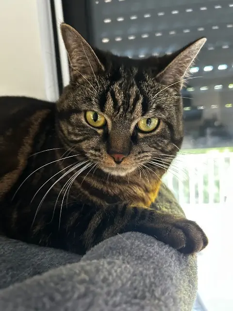chatte lost   10430 Rosières-près-Troyes Athena