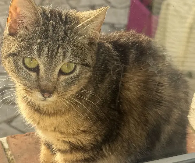 chatte lost   10600  Bella