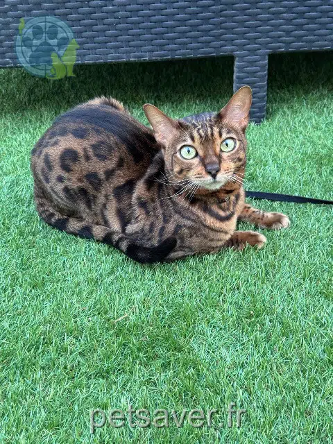 gata lost 10300 Sainte-Savine Bibouche