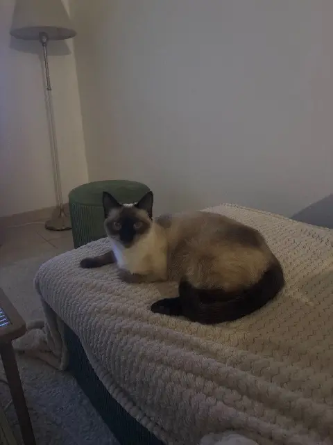 chatte lost   10600 Payns Blue