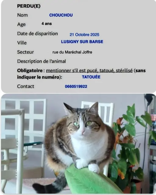 chatte lost   10270 Lusigny-sur-Barse Chouchou