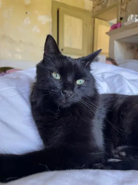 chatte lost   10000 Troyes Comète